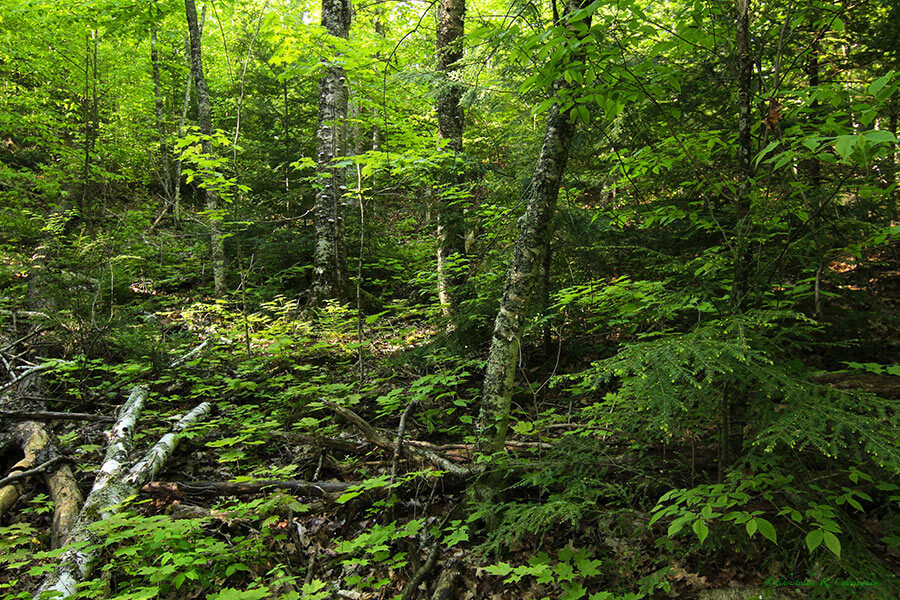 Chequamegon-Scene-CCunningham Mixed Broadleaf forest of the Chequamegon-Nicolet National Forest, northern Wisconsin