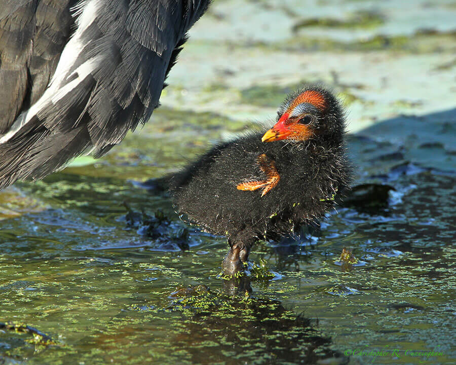 Common Moorhen Chick at Brazos Bend State Park, Texas