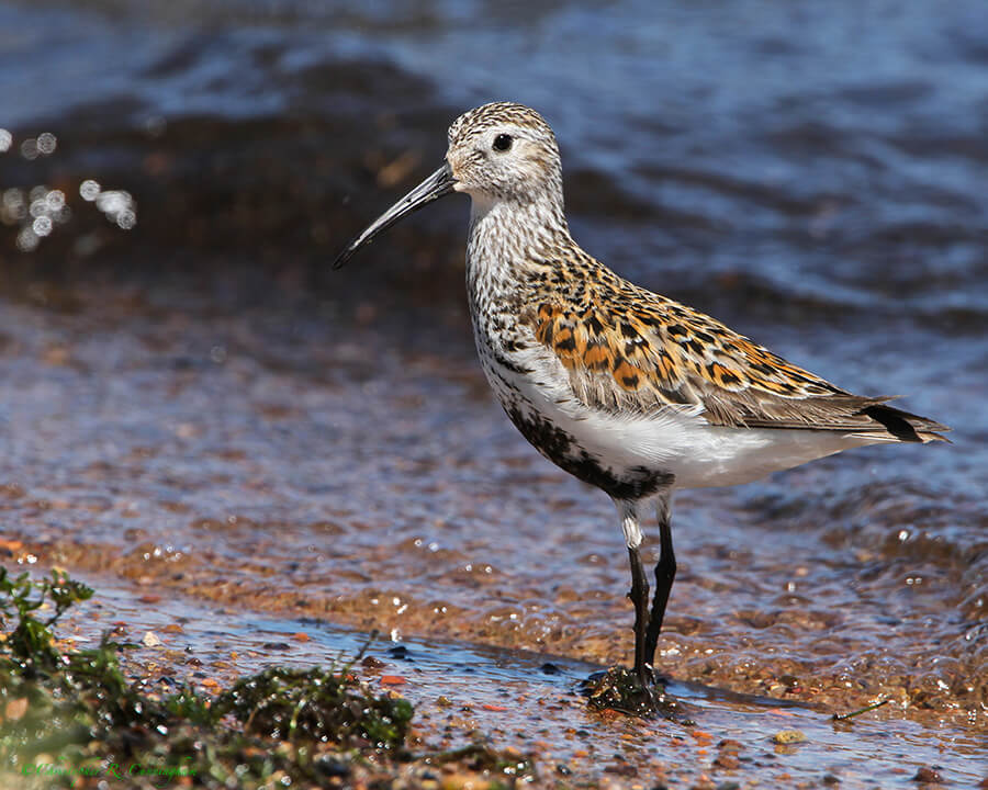 Dunlin in breeding colors at Ashland, Wisconsin
