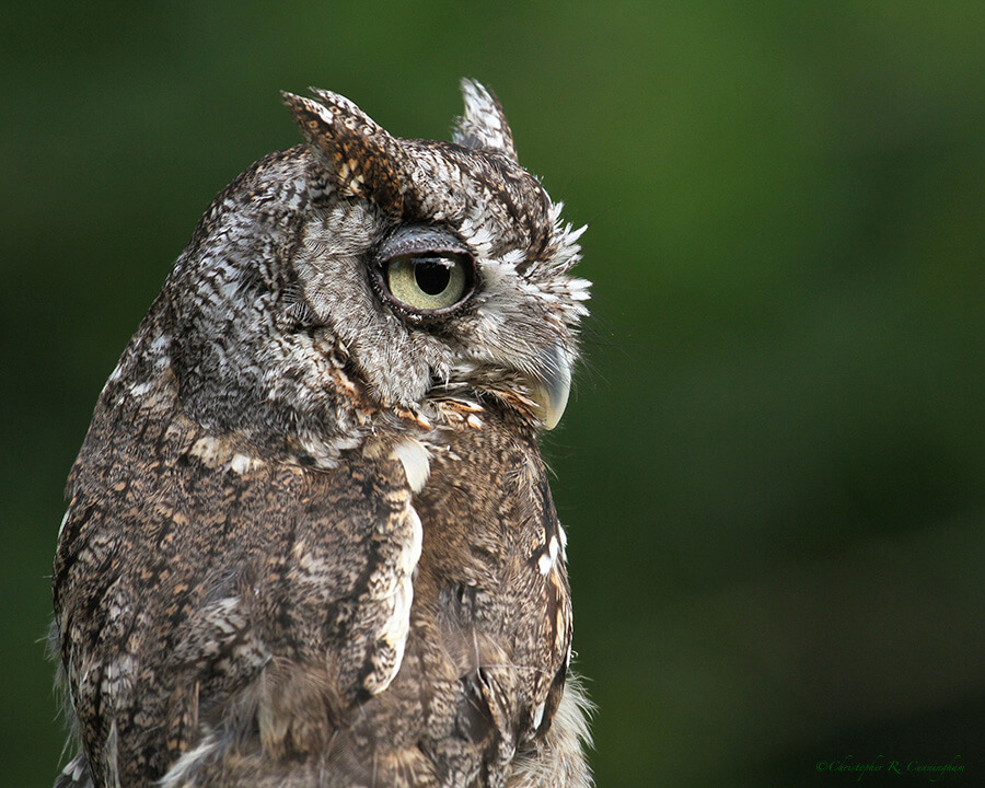 Eastern Screech Owl portrait