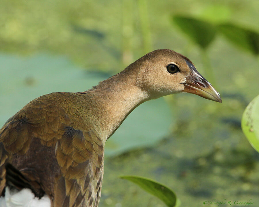 Female Purple Gallinule at Brazos Bend State Park, Texas.