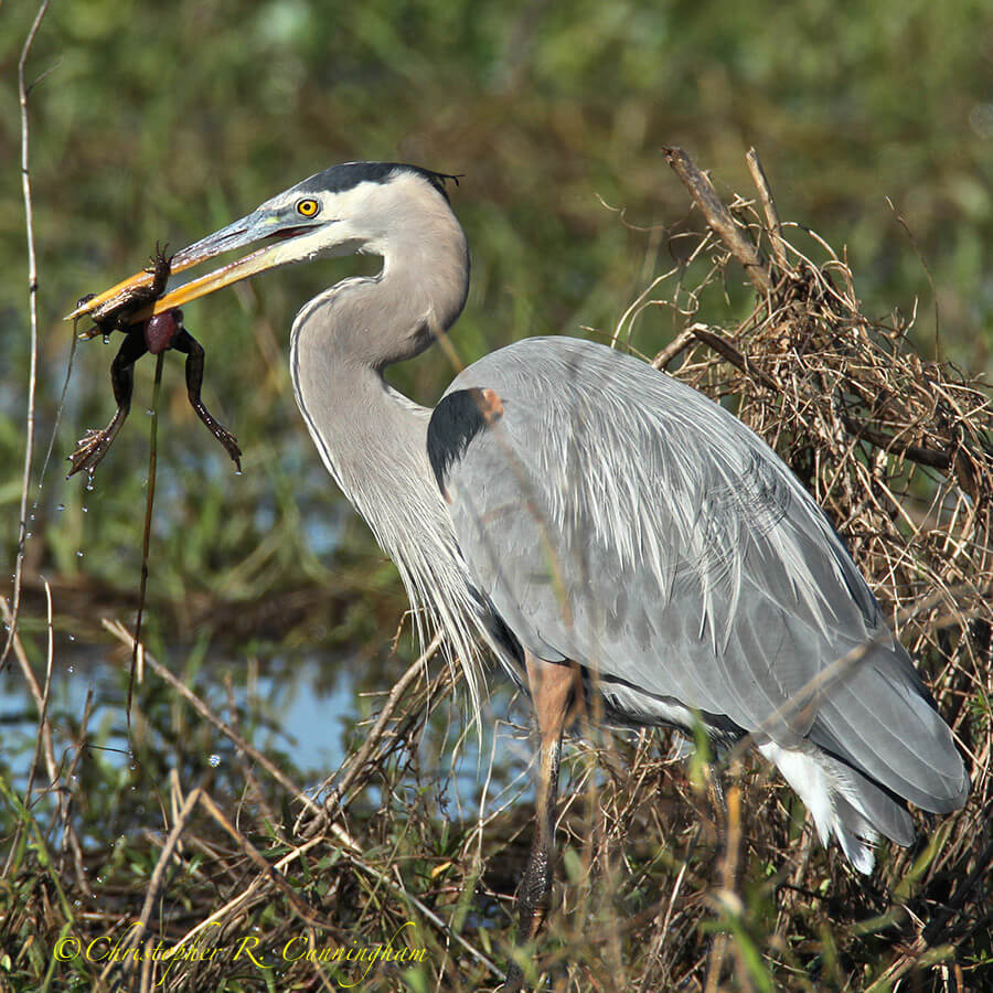 Great Blue Heron with Bullfrog