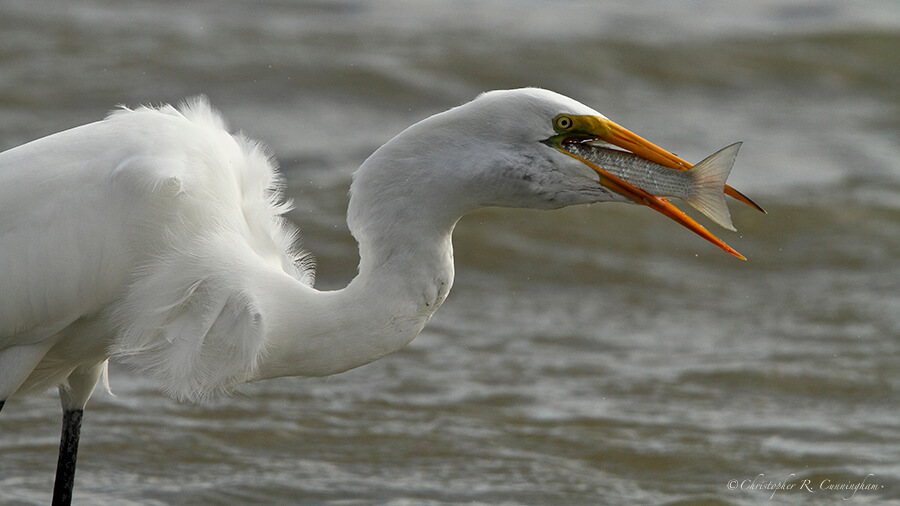 Great Egret with fish at the Hans and Pat Suter Nature Park, Corpus Christi, Texas