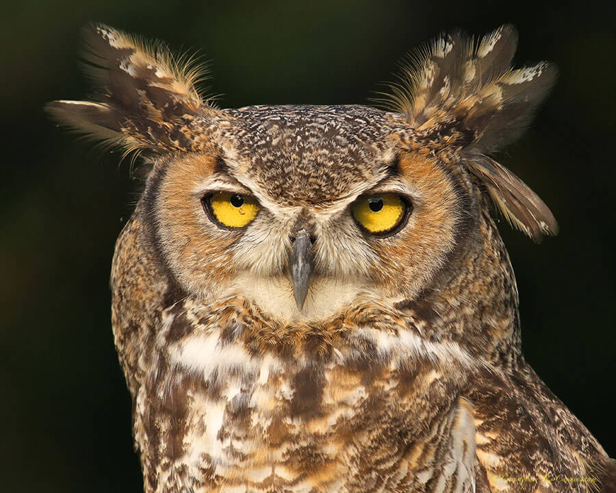 Great Horned Owl Portrait, Houston Audubon