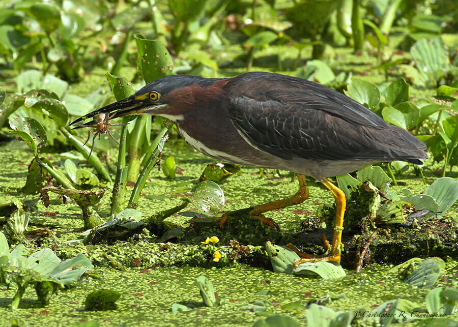 Green-Heron-with-Spider-CCunningham Green Heron with Fishing Spider at Brazos Bend State Park, Texas.