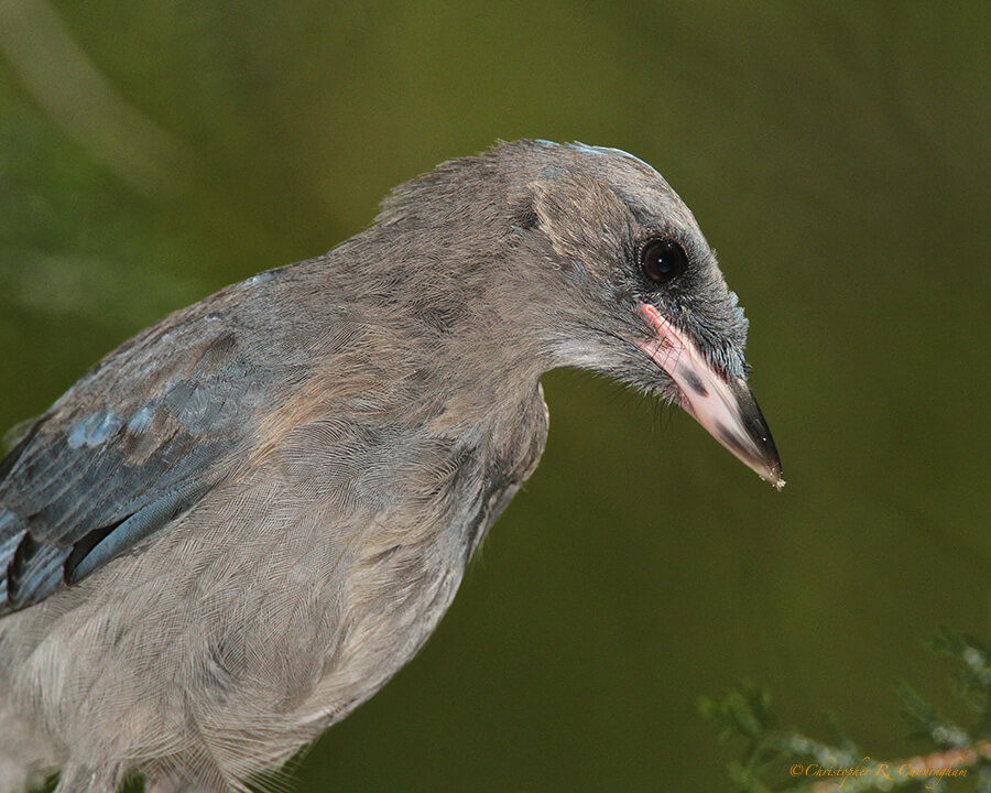 Juvenile Mexican Jay at Cave Creek Creek Ranch, Arizona