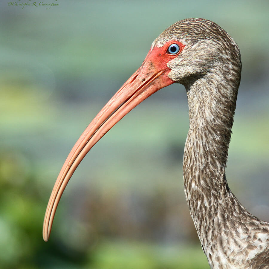 Juvenile White Ibis at Brazos Bend State Park, Texas