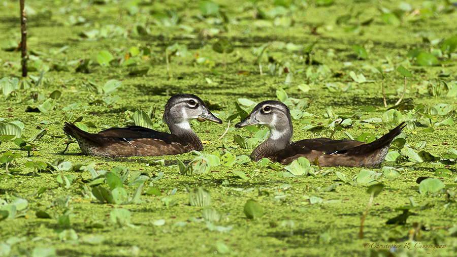 Juvenile Wood Ducks at Brazos Bend State Park, Texas