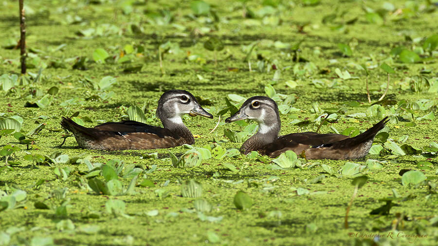 Juvenile-Wood-Ducks-CCunningham Juvenile Wood Ducks at Brazos Bend State Park, Texas