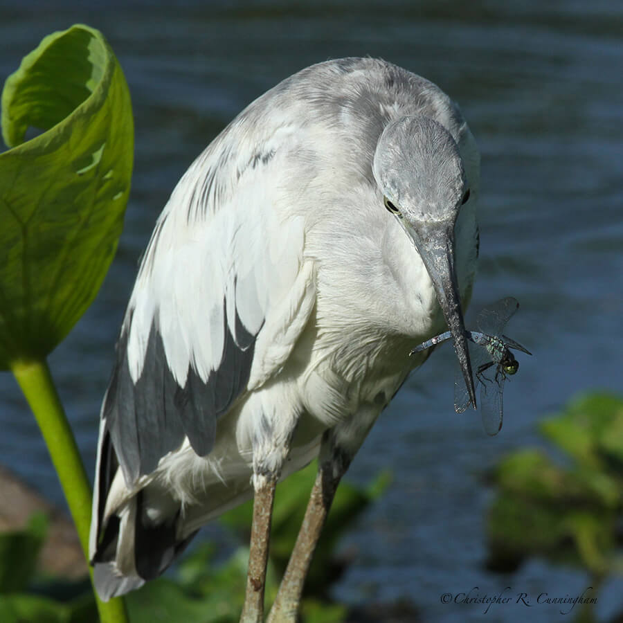 Little Blue Heron with Dragonfly