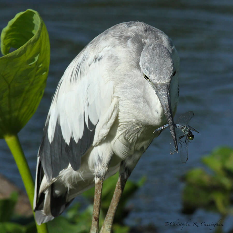 Little-Blue-with-Dragonfly-CCunningham Little Blue Heron with Dragonfly