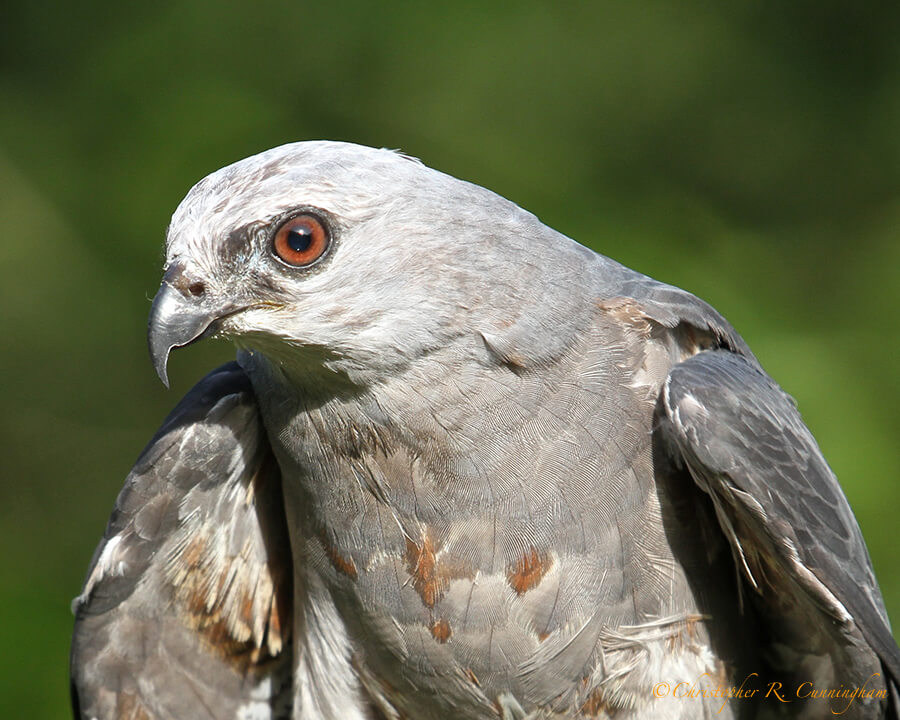 Mississippi Kite at the Sims Bayou Urban Nature Center, Houston, Texas.