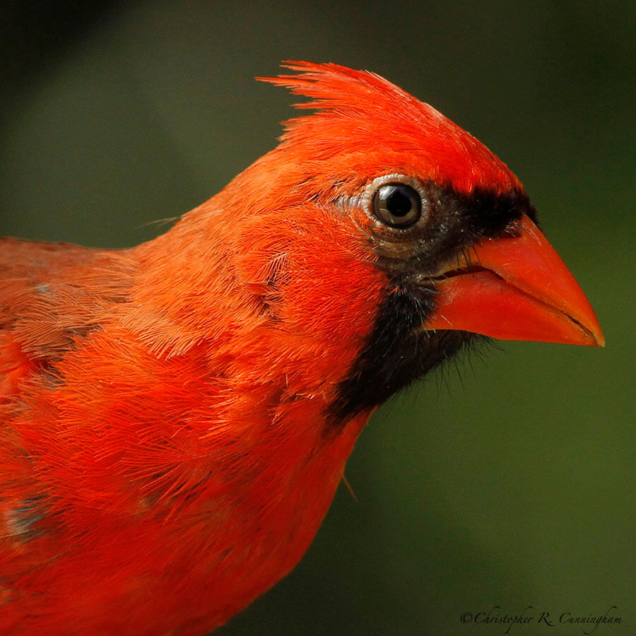 Male Northern Cardinal at the Houston Arboretum