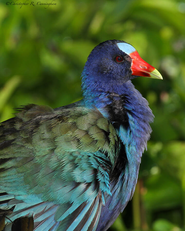 Male Purple Gallinule Portrait, near Pilant Lake, Brazos Bend State Park, Texas.