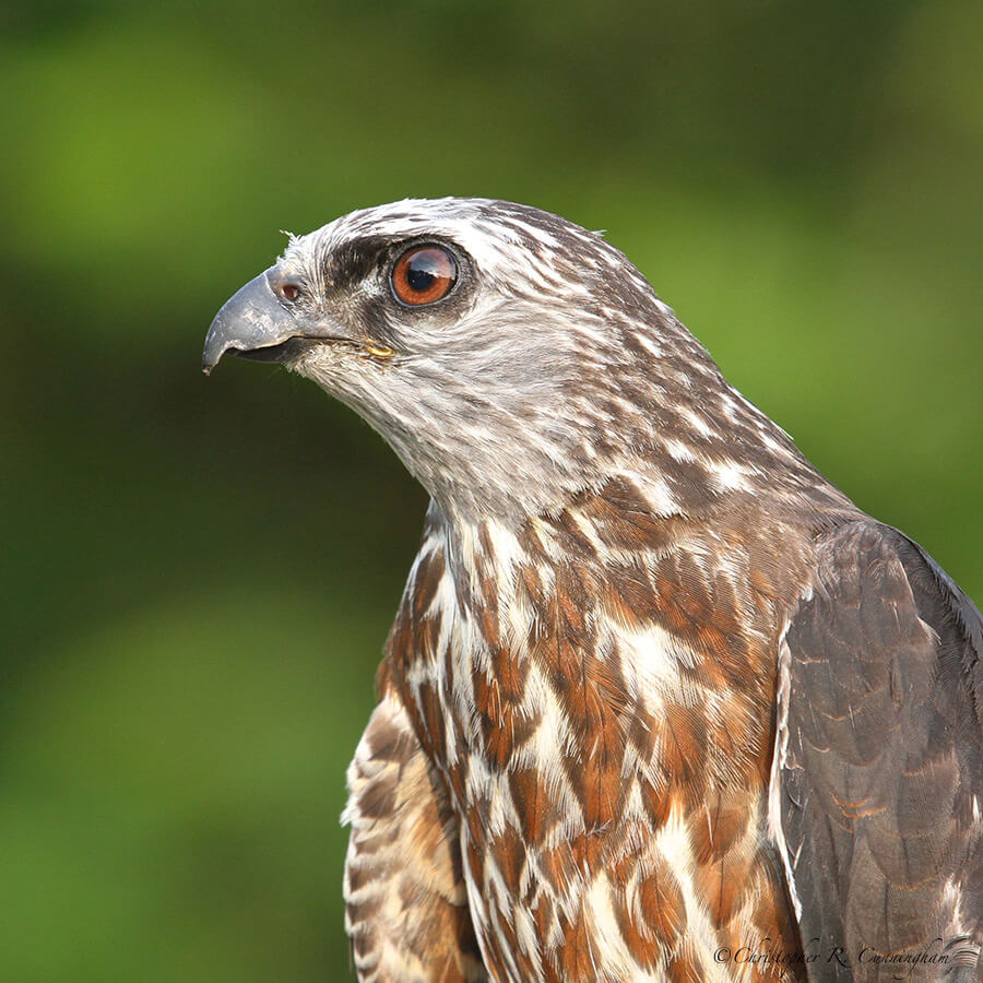 Young Mississippi Kite Portrait