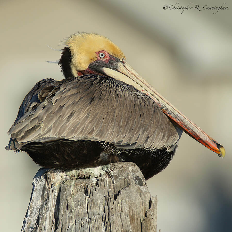 Brown Pelican (Pacific Race), Offatt's Bayou, Galveston Island, Texas
