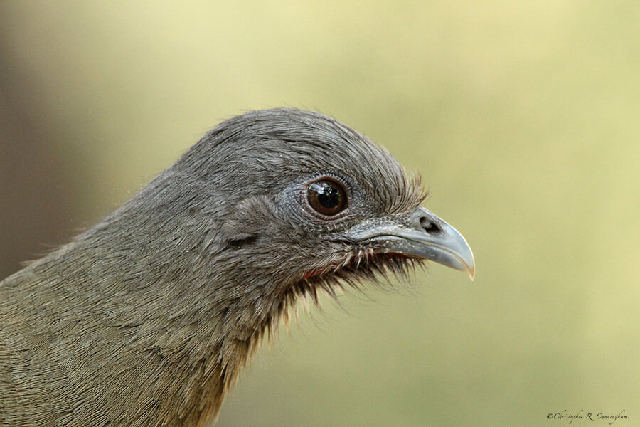 Plain Chachalaca at Santa Ana National Wildlife Refuge, Rio Grande Valley, Texas