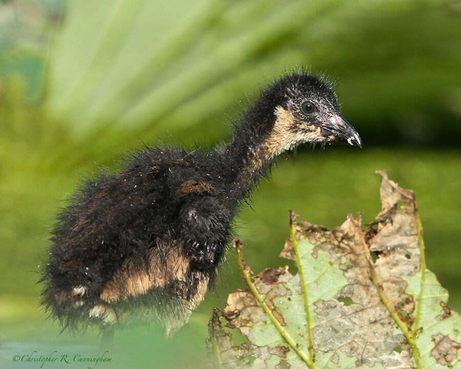 Purple Gallinule Chick at Brazos Bend State Park, Texas