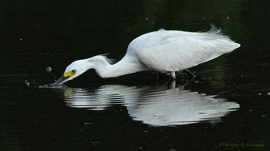 Snowy Egret blowing bubbles at Brazos Bend State Park, Texas
