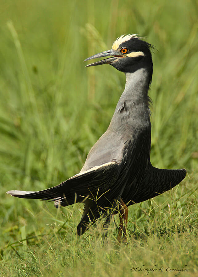 Thermoregulating Yellow-crowned Night-Heron at Brazos Bend State Park, Texas