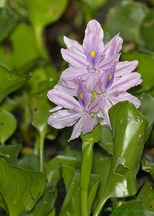 Water Hyacinth at Brazos Bend State Park, Texas