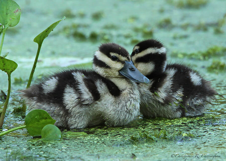 Black-bellied Whistling-Ducklings at Elm Lake, Brazos Bend State Park, Texas.