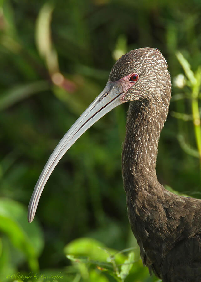 White-faced Ibis in non-breeding colors at Brazos Bend State Park, Texas