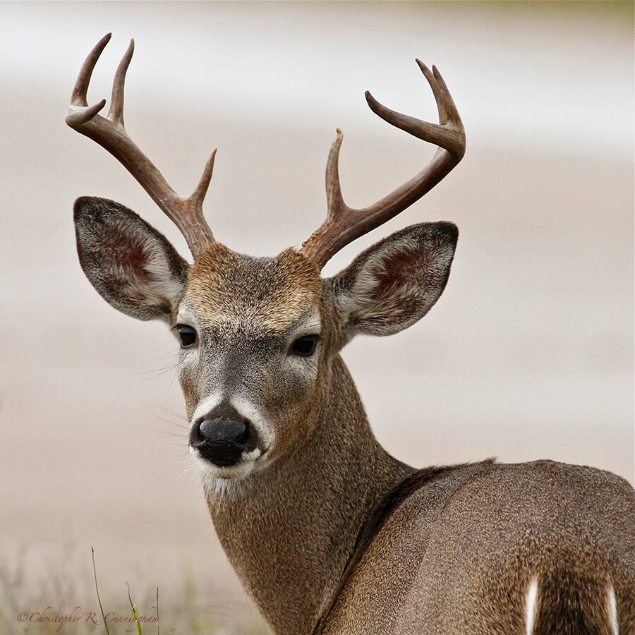 White-tailed Buck at Laguna Atascosa National Wildlife Refuge, Texas