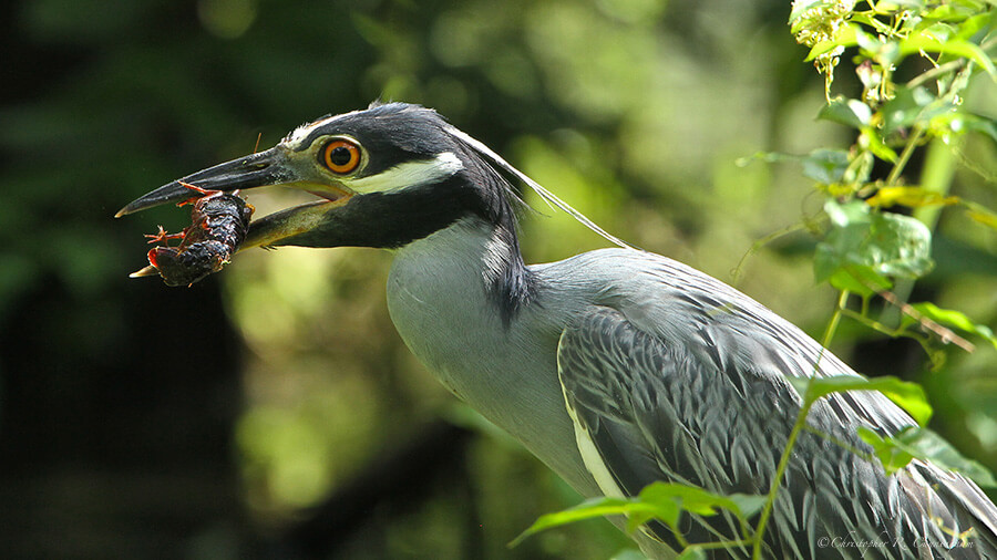 Yellow-crowned Night-Heron with crawfish at Brazos Bend Sate Park, Texas.