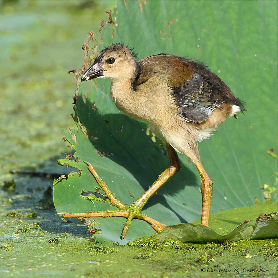 Young Purple Gallinule at Elm Lake, Brazos Bend State Park, Texas.