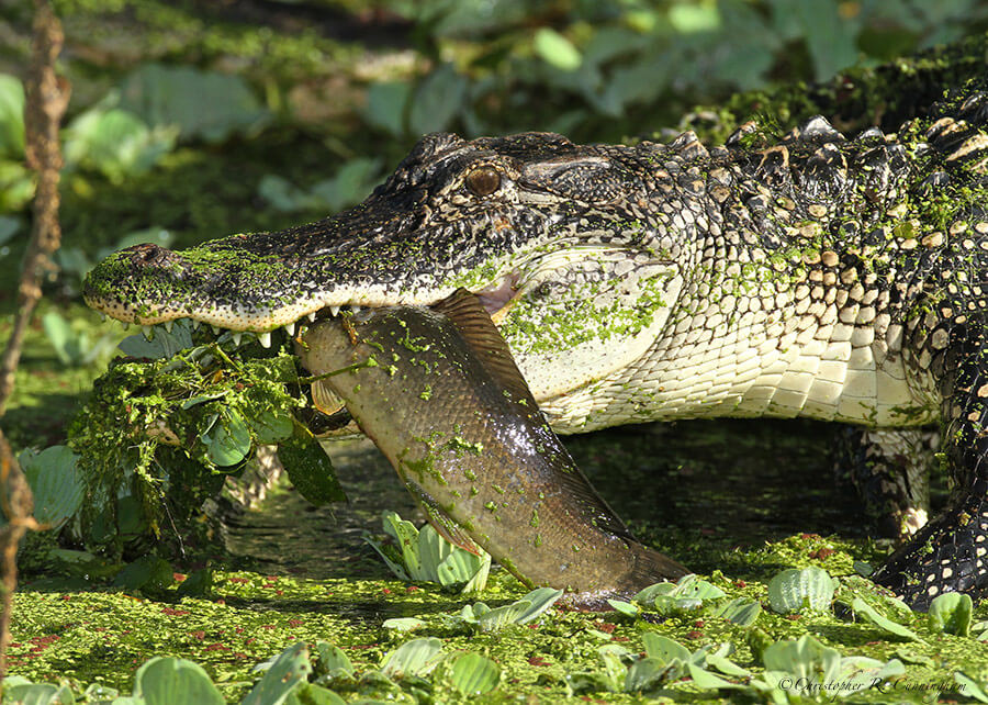 Alligator with Bowfin near Pilant Slough, Brazos Bend State Park, Texas