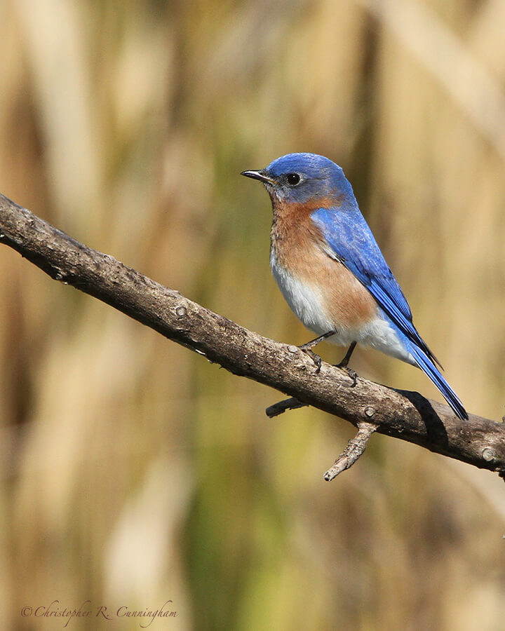 Male Eastern Bluebird at Brazos Bend State Park, Texas