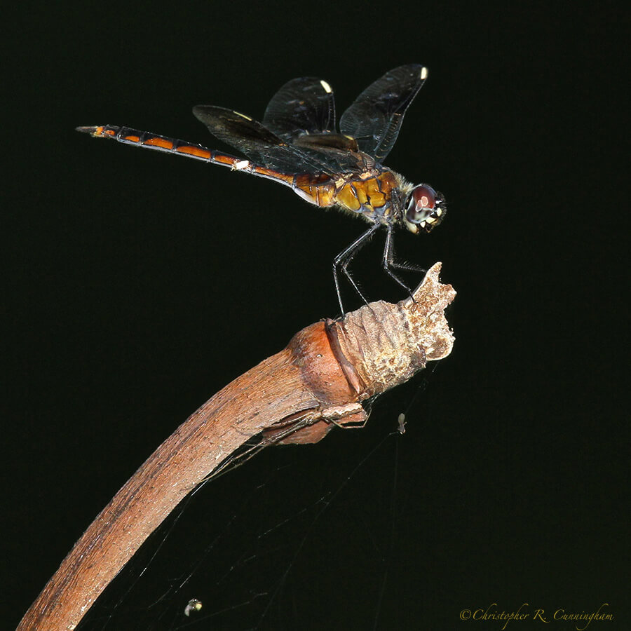 Female Four-spotted Pennant Dragonfly at Brazos Bend State Park, Texas.