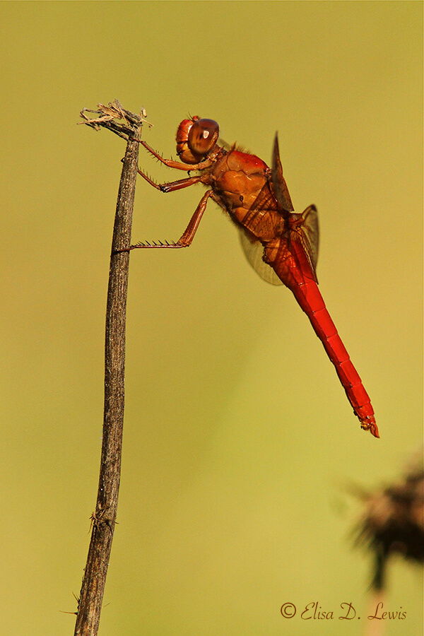 Flame Skimmer Dragonfly at Lost Maples State Natural Area, Central Texas