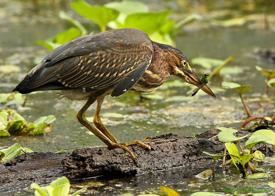 Green Heron with Green Clearwing at Brazos Bend State Park, Texas