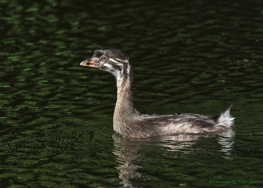 Juvenile Pied-billed Grebe at Brazos Bend State Park, Texas