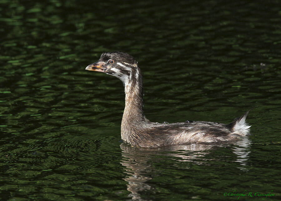 Juvenile-Pied-billed-Grebe-CCunningham Juvenile Pied-billed Grebe at Brazos Bend State Park, Texas