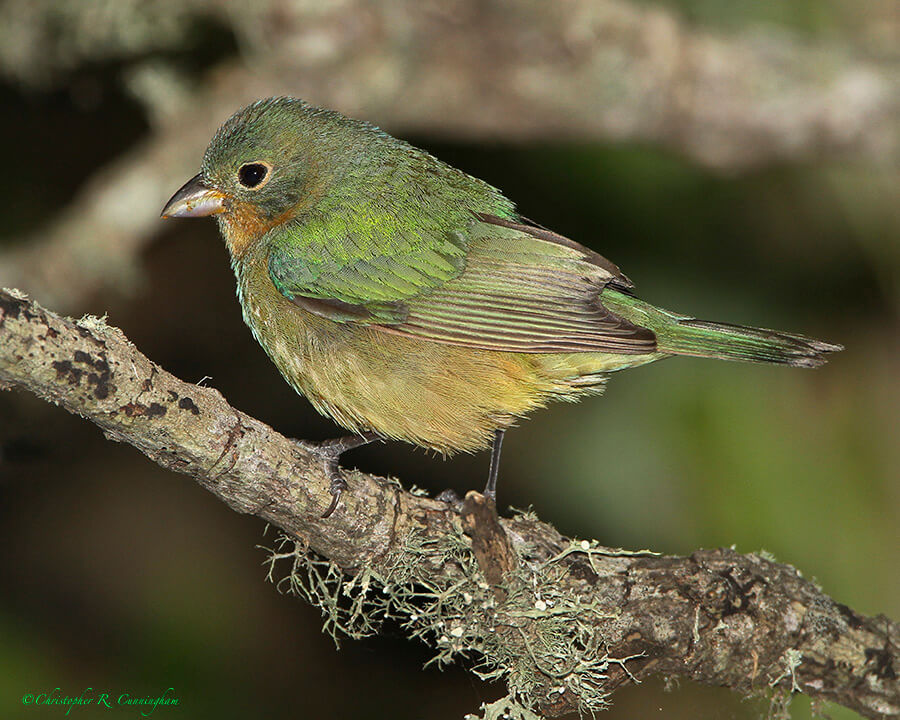 First spring male Painted Bunting at Lafitte's Cove, Galveston Island, Texas