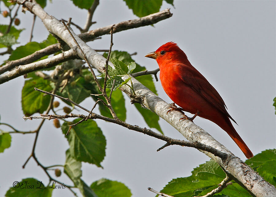 Male Summer Tanager at Sabine Woods, Texas