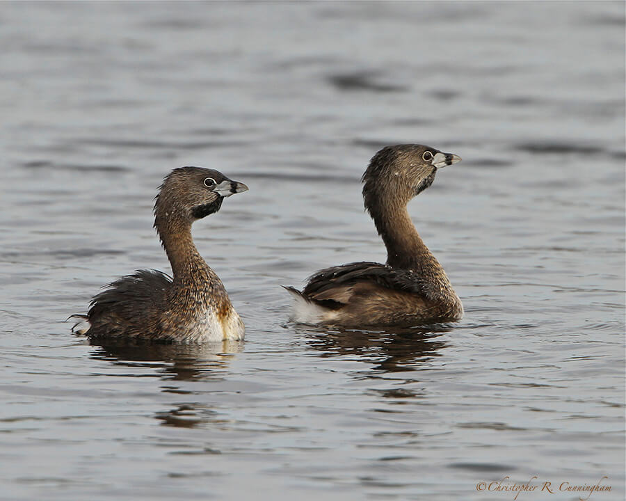 Mated pair of Pied-billed Grebes at Brazos Bend State Park, Texas