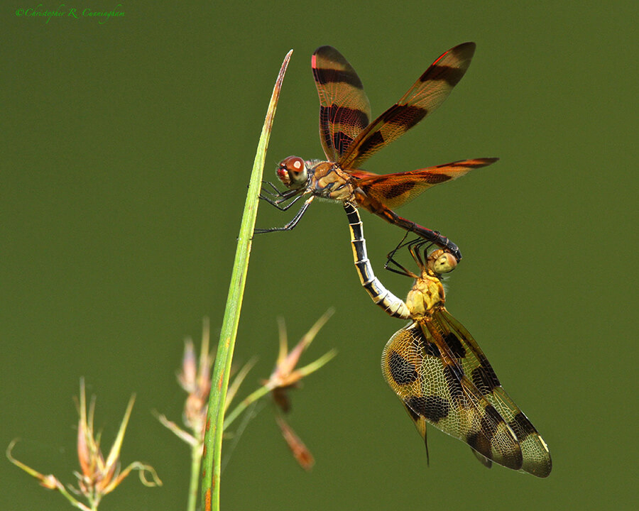 Mating Halloween Pennant Dragonflies in strong breeze, Brazos Bend State Park, Texas