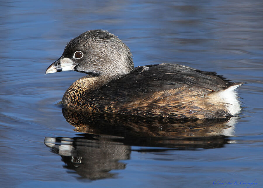 Pied-billed Grebe in breeding plumage at Elm Lake, Brazos Bend State Park, Texas