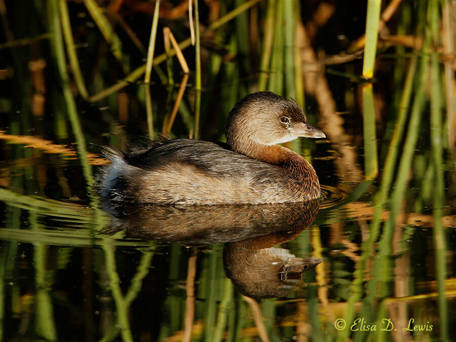 Pied-billed Grebe in non-breeding plumage at South Padre Island Birding Center, Texas