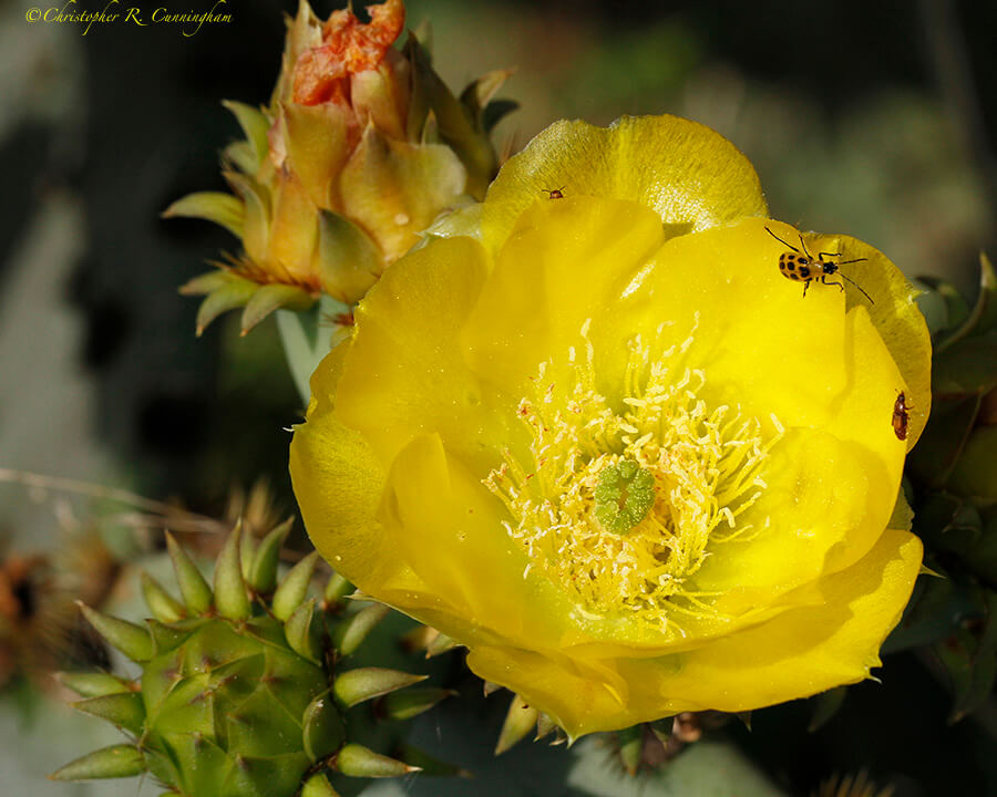Prickly Pear Cactus flower, Balcones, Central Texas