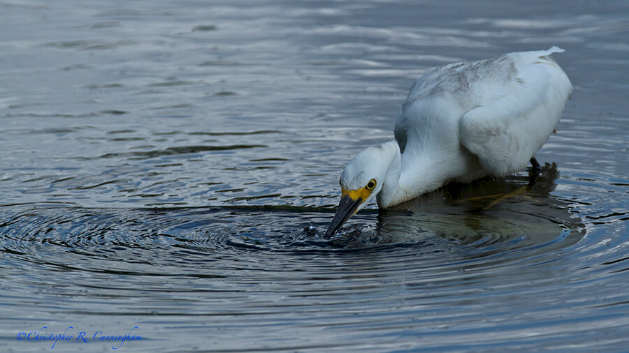 Snowy Egret blowing bubbles at Elm Lake, Brazos Bend State Park, Texas