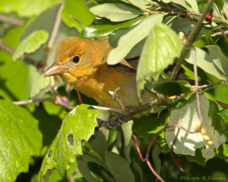 Female Summer Tanager at Lafitte's Cove, Galveston Island, Texas