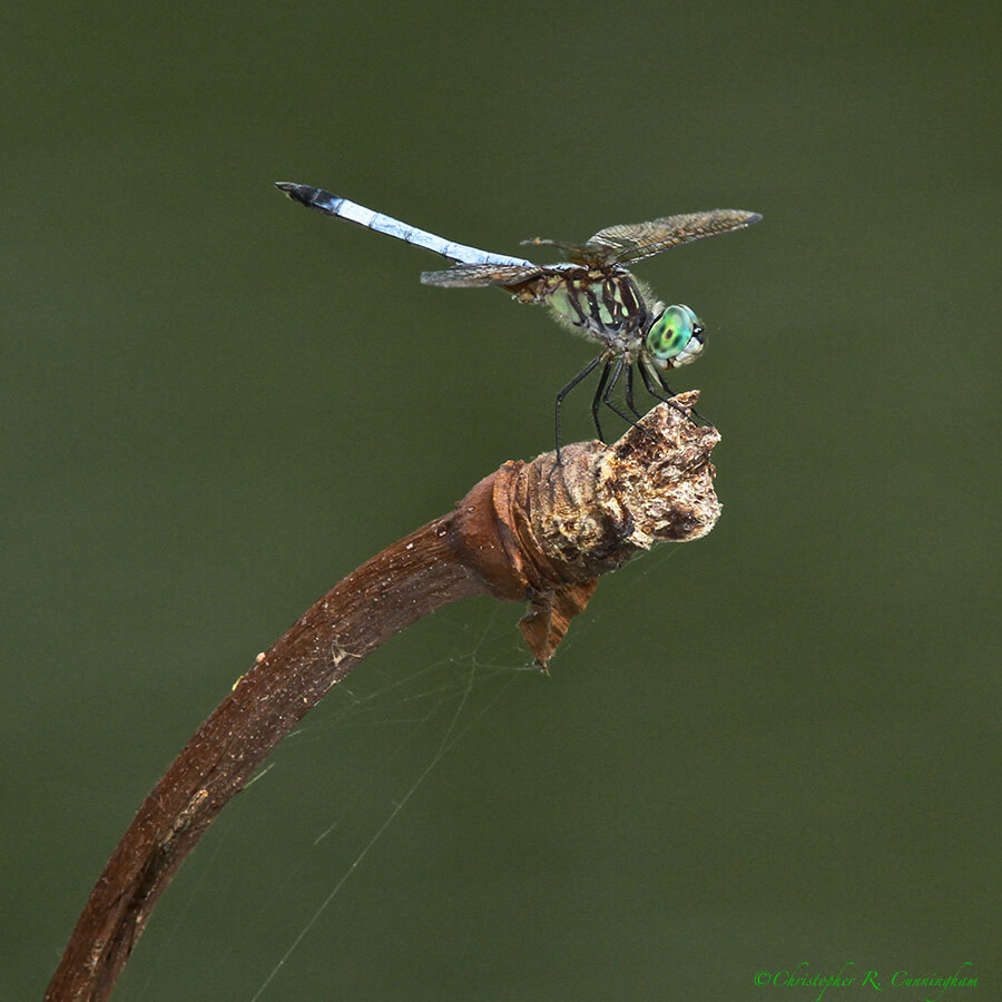 Swift Long-winged Skimmer Dragonfly at Elm Lake, Brazos Bend State park, Texas