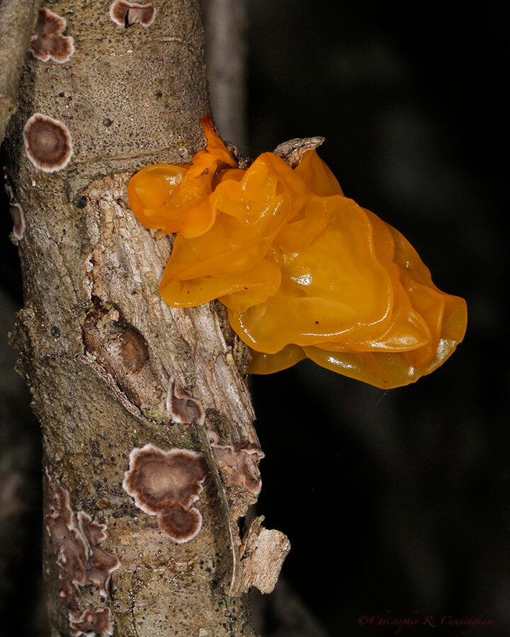 Witches' Butter fungus (Tremella mesenterica) at Brazos Bend Sate Park, Texas