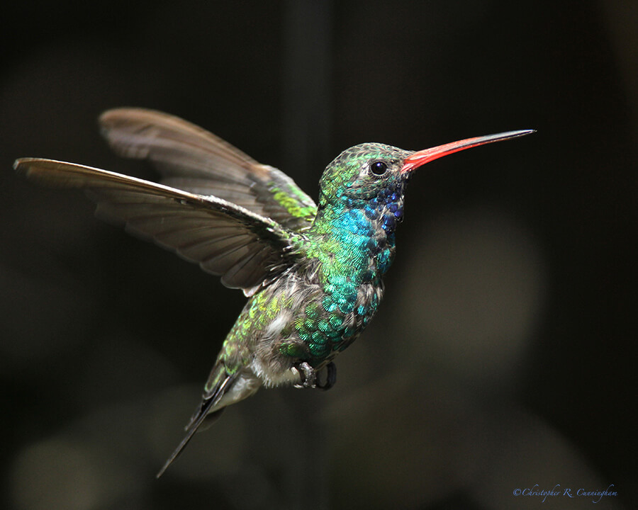 Broad-billed-in-Flight-CCunningham Broad-billed Hummingbird at Cave Creek Ranch, Arizona