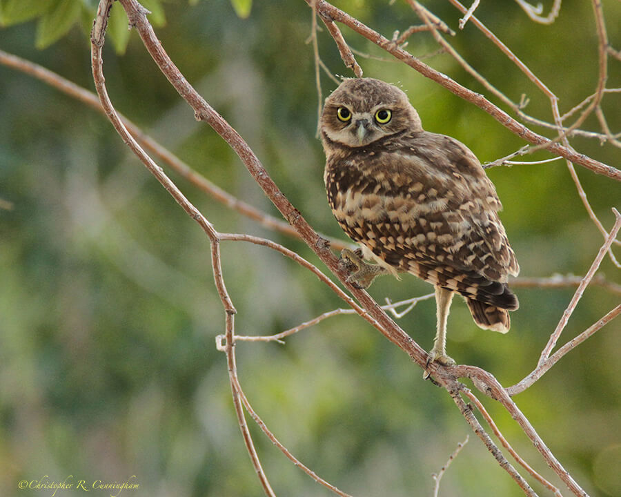 Burrowing Owl at Roswell, New Mexico
